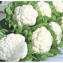 Cauliflower (Ful Gobhi) Cauliflower (Ful Gobhi)